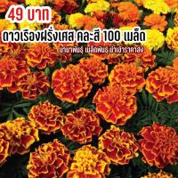 ราคา ดาวเรืองฝรั่งเศสกลีบซ้อน 100 เมล็ด ดอกสวยๆซ้อนสี (17684586691)