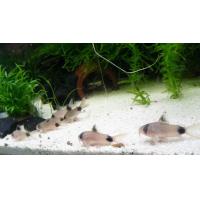 ราคา อาหารสำหรับปลา ปลาแพะแพนด้า (21190006670)