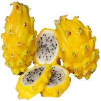 ราคา พันธุ์เหลืองโคลัมเบีย DRAGON FRUIT ต้นแก้วมังกร ต้นแก้วมังกร เนื้อขาว เปลือกสีเหลือง รสหวาน กรอบ จัดส่งพร้อมถุงชำ 6 นิ้ว ต้นสมบูรณ์มีรากแล (8087318206)