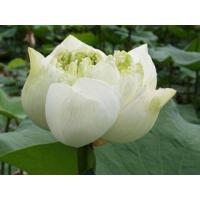 ราคา เมล็ดบัวหลวง ดอกใหญ่ ของแท้ 100 บัวหลวง ดอกบัว ปลูกบัว เม็ดบัว สวนบัว บรรจุซองละ 8 เมล็ด (9126723333)