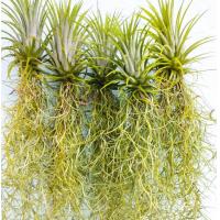 ราคา หนวดฤาษี เคราฤาษี ทิลแลนเซีย เปลี่ยนสีตามฤดู สวยๆ เหมาะสำหรับตกแต่งบ้าน ที่ทำงาน เพิ่มบรรยากาศสดชื่น (13677945286)