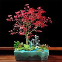 ราคา จัดส่งในพื้นที่ เมล็ดพันธุ์ Red Maple Seeds 50pcs ต้นไม้ ต้นไม้จริง บอนไซ ต้นไม้ ต้นไม้ฟอกอากาศ ต้นไม้มงคล ต้นไม้ประดับ ไม้ประดับ ต้นไม้จัดสวน ต้นไม้แคระ พันธุ์ไม้ผล เมล็ดบอนสี บอนสี บอนสีสวยๆ ของแต่ง