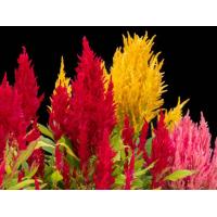 ราคา เมล็ดดอกซีโลเซีย หรือดอกสร้อยไก่1500เมล็ด (19535723451)