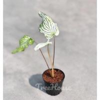 ราคา บอนสี ฮกหลงขาว Caladium bicolor vent white กระถาง 4 นิ้ว (20713311845)
