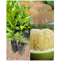 ราคา ต้นส้มโอขาว แพ็ค2ต้น65บาท ส้มโอต้นเพาะเมล็ดพันธุ์แท้ ต้นพร้อมปลูก ผลโต ลูกใหญ่ (19447183042)