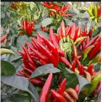 ราคา เมล็ดพริกช่อจีน (20570344952)