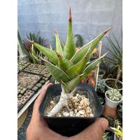 ราคา ลิ้นมังกรพิงกุยคูลา Queen of sansevieria (21241918675)