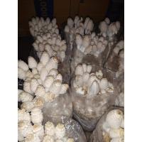 ราคา ก้อนเห็ดโคนน้อย 30 ก้อนราคาส่ง (21258888632)