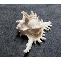 ราคา เปลือกหอยสังข์หน้ายักษ์ หอยสังข์มะระ จำนวน 1 อัน (17876012982)