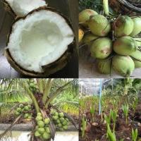 ราคา มะพร้าวน้ำหอมต้นเตี้ย ต้นมะพร้าวกะทิ พันธุ์แท้ ลูกดก น้ำหวานเนื้อฟู คัดสรรพันธุ์พิเศษนำมาเพาะเป็นหน่อพร้อมปลูก (9108013199)