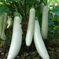 ราคา เมล็ดมะเขือยาวขาว บรรจุ200เมล็ด (9729383567)