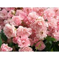 ราคา 12 Climber Roses Seeds เมล็ดกุหลาบ ต้นไม้ประดับบ้าน กุหลาบเลื้อย สายพันธุ์ The Fairy ดอกสีชมพู (20648720974)