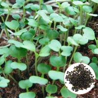 ราคา 100 เมล็ดหญ้าน้ำ สำหรับปลูกตกแต่งตู้ปลา ตู้ไม้น้ำ Aquarium Plants Seeds ช่วยสร้างระบบนิเวศในตู้ปลาให้เหมือนกับธรรมชาติ พืชน้ำตกแต่งตู้ปลา (11768651564)