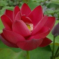 ราคา เมล็ดพัน เมล็ดบัวหลวง ดอกใหญ่ ของแท้ 100 บัวหลวง ดอกบัว ปลูกบัว เม็ดบัว สวนบัว บรรจุซองละ 8 เมล็ด (8257350278)