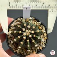 ราคา ยิมโน LB 2178 Gymnocalycium แคคตัส กระบองเพชร cactus succulent (7443956704)