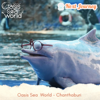 ราคา บัตรชมโชว์โลมาที่ Oasis Sea World (21004676852)