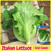 ราคา เมล็ดพันธุ์ ผักกาดหอม บรรจุ 500เมล็ด Italian Lettuce Seeds Hydroponics Organic Vegetable Seeds for Planting ผักสลัด ผักออร์แกนิก เมล็ดพันธุ์ผัก บอนไซ พันธุ์ผัก เมล็ดผัก เมล็ดพันธุ์พืช เมล็ดบอนสี ผักสว
