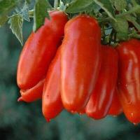 ราคา เมล็ดพันธุ์ มะเขือเทศเชอรี่ บรรจุ 100 เมล็ด Red Cherry Tomato Seed เมล็ดพันธุ์ผัก ต้นไม้ประดับ เมล็ดดอกไม้ คุณภาพดี ราคาถูก ของแท้ 100 (5463038716)