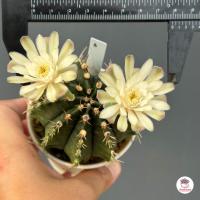 ราคา ยิมโน ไซส์ให้ดอก Gymnocalycium ไม้อวบน้ำ Cactus Succulent (10000324285)