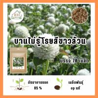 ราคา เมล็ดพันธุ์ ดอกบานไม่รู้โรยสีขาว บรรจุ 70 เมล็ด (21118566196)