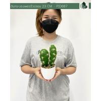 ราคา ต้นกระบองเพชรจิ๋วปลอม พร้อมกระถางสีขาว พร้อมส่ง (14256617826)