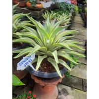 ราคา Agave ต้นอากาเว่ ปากนกแก้ว อากาเว่ปากนกแก้ว Agave Attennuata มีต้นกำเนิดจากประเทศเม็กซิโกและอเมริกาใต้ เป็นไม้พันธุ์ที่ทนร้อน ทนแล้ง ขนาดกระถาง 8นิ้ว ไม้ด่างอีกตัว ประดับสวย (17675522120)