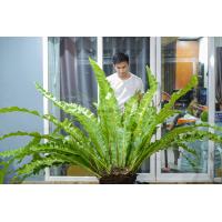 ราคา เฟิร์นข้าหลวง เฟิร์นข้าหลวงหลังลาย เฟิร์นรังนก เฟิร์นข้าหลวงโอซาก้า ไซส์XL (19937505494)