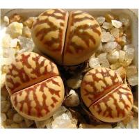 ราคา 25 เมล็ด เมล็ดไลทอป Lihops Seeds พืชอวบน้ำ ไม้ก้อนหิน สายพันธุ์ Lithops dorotheae C124 (19680895967)