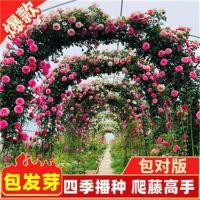 ราคา เถาวัลย์ปีนกุหลาบกุหลาบกุหลาบกุหลาบดอกสีรุ้งเถาในร่มไม้กระถางสวนดอกไม้สี่ฤดู (21306429025)