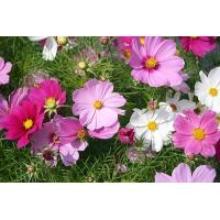 ราคา เมล็ดดอกดาวกระจายฝรั่งคละสี บรรจุซองละ 200เมล็ด (9211062927)