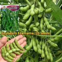 ราคา เมล็ดพันธุ์ ถั่วแระญี่ปุ่น บรรจุ 20 เมล็ด Edamame Seeds Soybean Organic Vegetable Seeds for Planting เอดามาเมะ เมล็ดถั่วแระญี่ปุ่น F1 เมล็ดพันธุ์ผัก ผักสวนครัว บอนไซ ผักออร์แกนิก พันธุ์ผัก เมล็ดพันธุ์