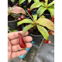 ราคา ต้นหม้อข้าวหม้อแกงลิง ไม้กินแมลง กินยุง มาในกระถางพร้อมตั้ง (17296015268)