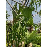 ราคา เขากวางตั้ง เฟิร์น ชายผ้าสีดา ขายพร้อมขอนไม้ Platycerium ridleyi เป็นเฟริ์นที่สวยงาม ดูแปลกตา นิยมปลูกเกาะขอนไม้ธรรมชาติ ตกแต่งสวนสวยงามสม ภาพถ่ายจากต้นไม้จริง (8596700735)