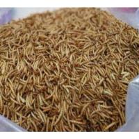 ราคา Hamu อาหารเม่นแคระสุดฮิตแบ่งขายราคาถูก 20 100g FayMascotaMazuriเลียหนามCasaMaki Jonsanty ค่าส่งถูกมาก (16098834406)