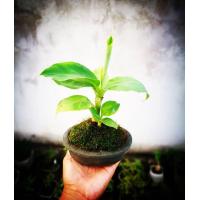 ราคา 5 ต้นกล้วยหอมแคระ ขนาดเล็กที่สุด ต้นสูงไม่เกิน 12 ซม ส่งพร้อมกระถาง 3 นิ้ว สามารถปลูกในบ้านได้ ต้นโตเต็บวัย สูงไม่เกิน 1 เมตร ทานลูกได้ ออกลูกเล็กๆ นิยมนำไปปลูกเป็นบอนไซ ตั้งห้องโต๊ะออฟฟิต เสริมดวง ให