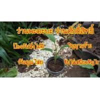 ราคา 2 เหง้า ว่าน พะตะบะ ว่านพะตะบะ พระตะบะ (9107933801)
