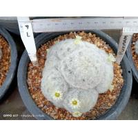 ราคา แมมขนนกขาว ต้นใหญ่ แม่พันธ์ ไม้เมล็ด พร้อมออกดอกทันที ต้นกระบองเพชร ต้นแคคตัส แคคตัส กระบองเพชร (20914009215)