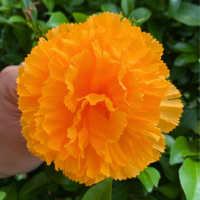 ราคา ดอกดาวเรือง ดาวเรืองประดิษฐ์ ดาวเรืองผ้า สีเหลือง 50 100 ดอก ขนาด 9 ซม (20278638414)