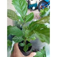 ราคา ต้นแคนา ซื้อ 1 แถม 1 ส่งเองจากสวน (8002879635)