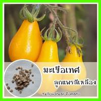 ราคา พร้อมส่ง รหัส 071 เมล็ดพันธุ์แท้ OP แท้ มะเขือเทศลูกแพรสีเหลือง Yellow Pear Tomato เมล็ดพันธุ์ เมล็ดผัก เมล็ดมะเขือเทศ (7666325584)