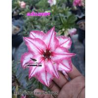 ราคา ชวนชมดอกชมพู (21298603339)