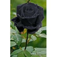 ราคา 5 เมล็ด เมล็ดกุหลาบ สีดำ ดอกใหญ่ สายพันธุ์ของแท้ 100 เมล็ดกุหลาบ ดอกกุหลาบ ปลูกกุหลาบ กุหลาบ อัตรางอกสูง 70 80 Rose Flower seeds (9078629262)