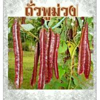 ราคา เมล็ดถั่วพูสีม่วง Purple Winged Beanซอง10เมล็ด (7840484991)