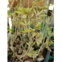 ราคา ว่านช้างผสมโขลง หรือ พญาเทครัว ปลูกไว้ในบ้าน (8093728951)