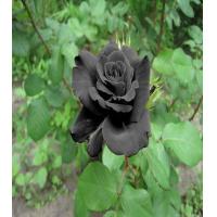 ราคา 5 เมล็ด เมล็ดกุหลาบ สีดำ ดอกใหญ่ สายพันธุ์ของแท้ 100 เมล็ดกุหลาบ ดอกกุหลาบ ปลูกกุหลาบ กุหลาบ อัตรางอก70 80 Rose seeds มีคู่มือวิธีปลูก (8890384469)