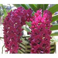 ราคา 3 ต้น ต่อชุด กล้วยไม้ ช้างแดง Rhyncostylis gigantea var rubra ดอกแดงสวย กลีบหนา เลี้ยงง่าย ต้นเพาะ ขนาดในกระถาง 2 นิ้ว (21010675267)