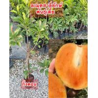 ราคา ละมุดสาลี่ยักษ์พันธุ์เตี้ยกิ่งตอนขนาดต้น 70 80เซนฯ (19555341877)
