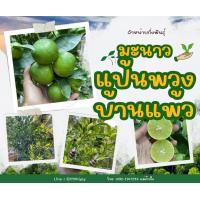 ราคา กิ่งมะนาวแป้นพวงบ้านแพ้ว ชุด 10กิ่ง (21284946250)