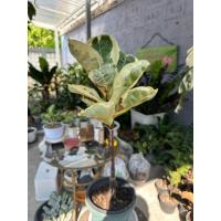 ราคา ไทรใบสักด่าง Ficus Lyrata Variegated (21337081712)