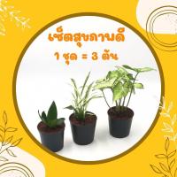 ราคา โปร 1 1 เซ็ตมหาเฮง 1 ชุด 3 ต้น ต้นกุมารทอง เศรษฐีรวยทรัพย์ ต้นเศรษฐีนำโชค ไม้มงคลเศรษฐี ต้นไม้มงคลสวยๆ ไม้มงคลโชคลาภ ไม้มงคลจิ๋ว (17124194221)